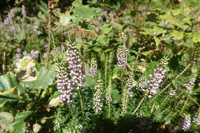 <i>Erica vagans</i>