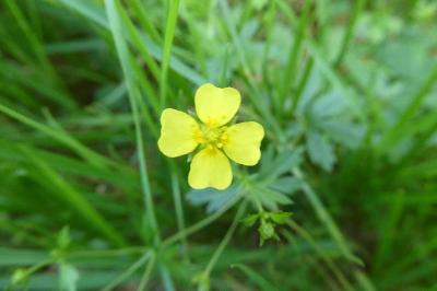 <i>Potentilla erecta</i>