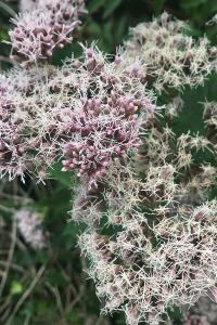 <i>Eupatorium cannabinum</i>