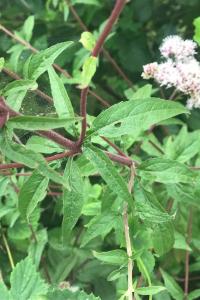 <i>Eupatorium cannabinum</i>