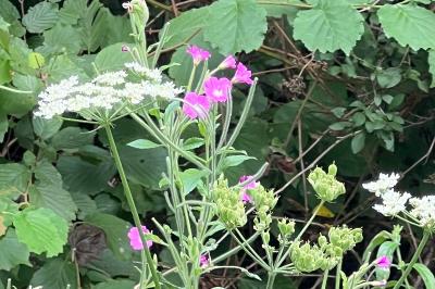 <i>Epilobium hirsutum</i>