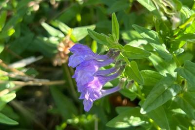 <i>Scutellaria hastifolia</i>