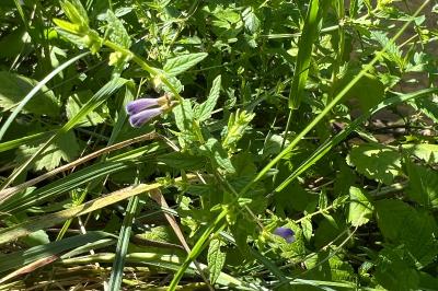 <i>Scutellaria galericulata</i>