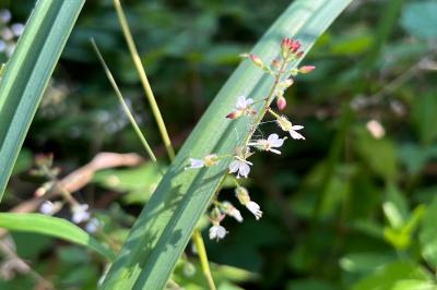<i>Circaea lutetiana</i>