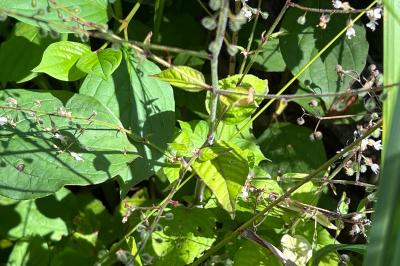 <i>Circaea lutetiana</i>