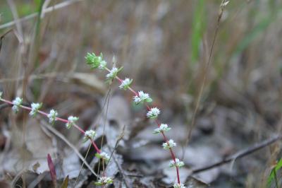 <i>Illecebrum verticillatum</i>
