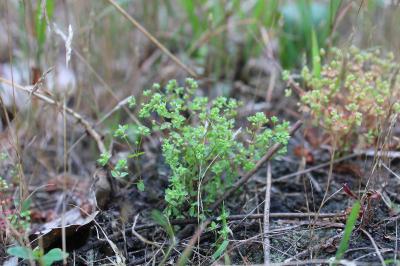 <i>Linum radiola</i>