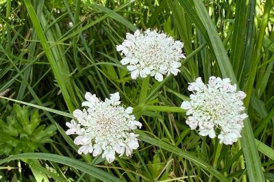 <i>Oenanthe fistulosa</i>