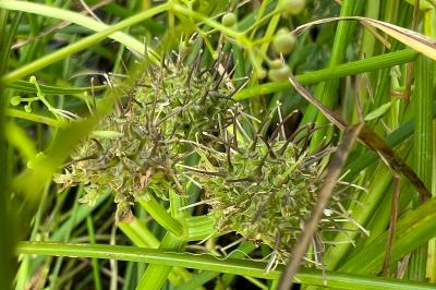 <i>Oenanthe fistulosa</i>