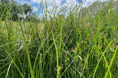 <i>Cyperus longus</i>