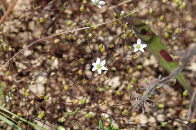 <i>Arenaria controversa</i>