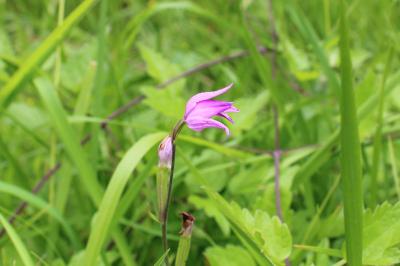 <i>Cephalanthera rubra</i>
