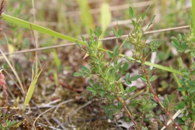 <i>Ononis pusilla</i>