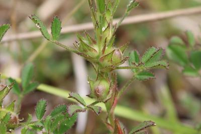 <i>Ononis pusilla</i>