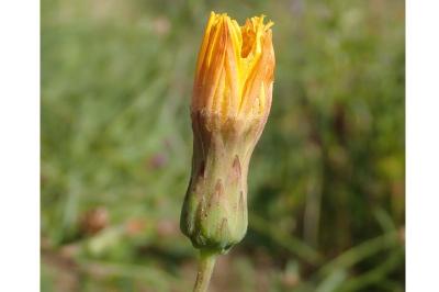 <i>Sonchus maritimus</i>