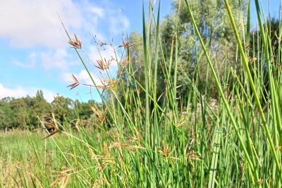 <i>Cyperus longus</i>