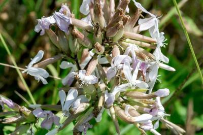 <i>Saponaria officinalis</i>