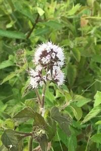 <i>Mentha aquatica</i>