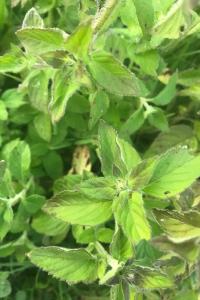 <i>Mentha aquatica</i>