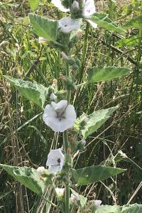 <i>Althaea officinalis</i>