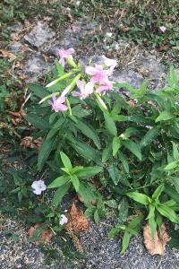 <i>Saponaria officinalis</i>