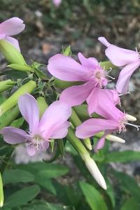<i>Saponaria officinalis</i>