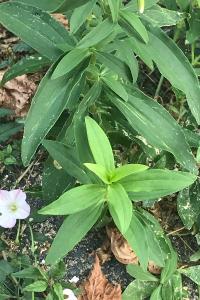 <i>Saponaria officinalis</i>