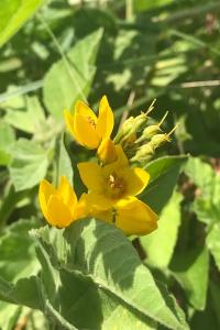 <i>Lysimachia vulgaris</i>