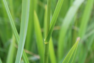 <i>Glyceria maxima</i>