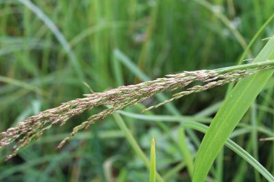 <i>Glyceria maxima</i>