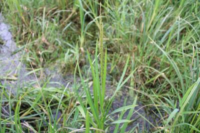 <i>Glyceria maxima</i>