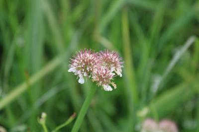 <i>Oenanthe fistulosa</i>