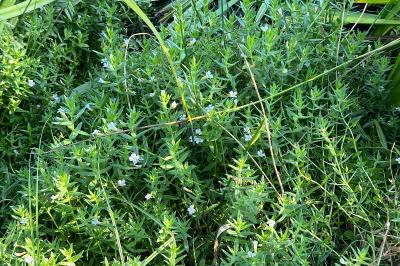 <i>Gratiola officinalis</i>