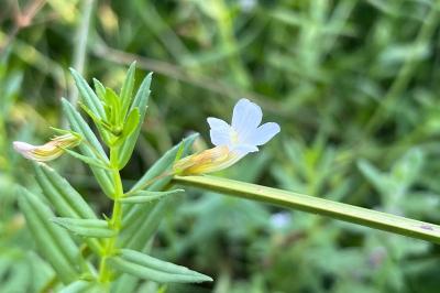 <i>Gratiola officinalis</i>