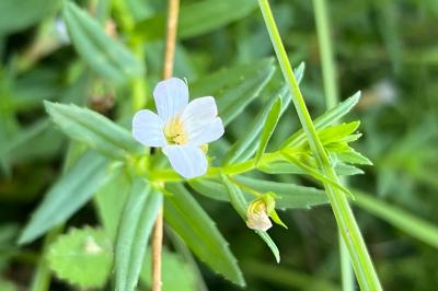 <i>Gratiola officinalis</i>