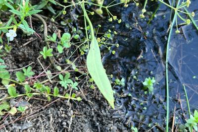 <i>Alisma plantago-aquatica</i>