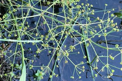 <i>Alisma plantago-aquatica</i>
