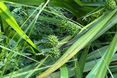 Sparganium erectum