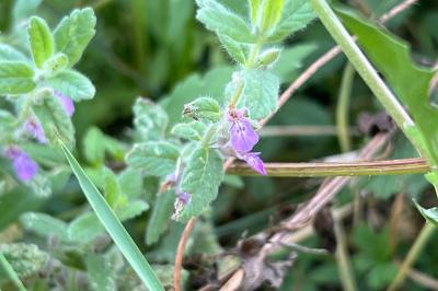 <i>Teucrium scordium</i>