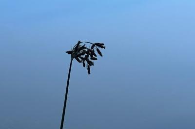 <i>Schoenoplectus lacustris</i>