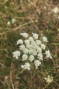 <i>Daucus carota</i>