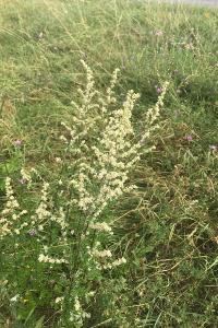 <i>Artemisia vulgaris</i>