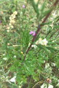 <i>Artemisia vulgaris</i>