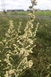 <i>Artemisia vulgaris</i>