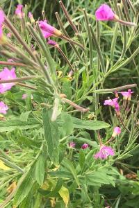<i>Epilobium hirsutum</i>