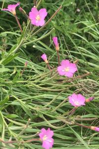 <i>Epilobium hirsutum</i>