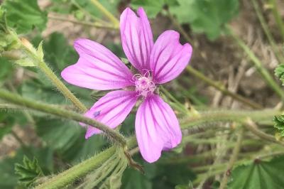 <i>Malva sylvestris</i>