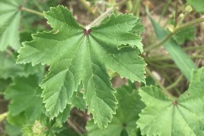 <i>Malva sylvestris</i>