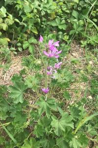 <i>Malva sylvestris</i>