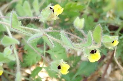 <i>Kickxia spuria</i>
